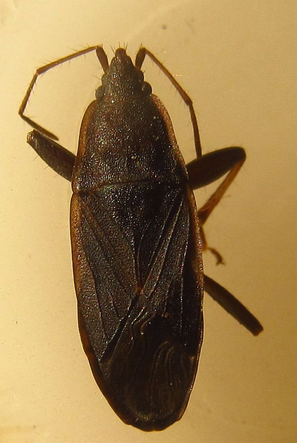 Lygaeidae:Neurocladus brachiidens  - Bodrum (Turchia)